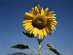 Single Sunflower Prints: CTF-1560