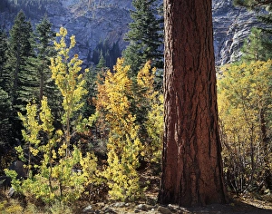 Sequoia Tree Prints: CTF-1582