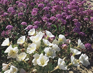 Evening Primrose Flowers Prints: CTF-1591