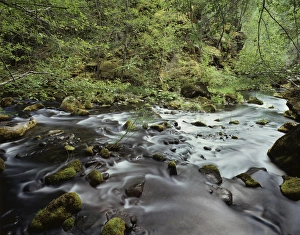 Peaceful Forest Landscape Prints: CTF-1594