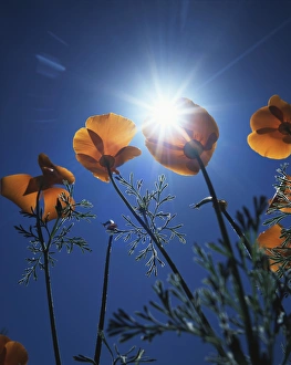 Blue Sky Flowers Prints: CTF-1635