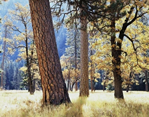 Woodland Scenery Prints: CTF-169