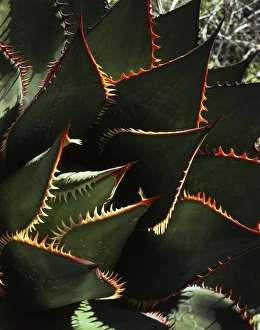 Drought Resistant Plants Prints: CTF-1701