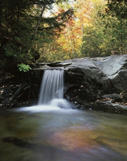 Peaceful Forest Atmosphere Prints: CTF-1705