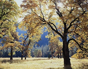 Backlit Forest Photography Prints: CTF-171