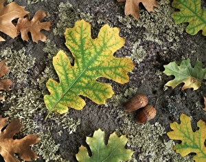 Nature Photography Autumn Prints: CTF-1712