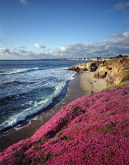 Pink Flowers In Nature Prints: CTF-1737