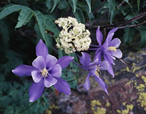 Mutant Columbine Wildflowers Print, Large Format