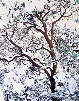 Snowy Tree Branches Prints: CTF-1827