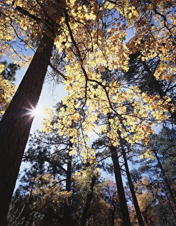 Nature Scenery Images Prints: CTF-300