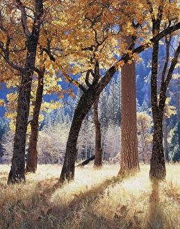 Colorful Autumn Scene Prints: CTF-301
