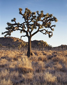 Yucca Brevifolia Images Prints: CTF-305