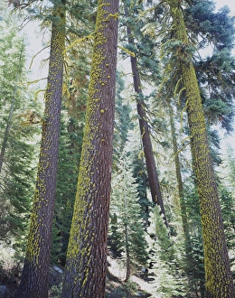 Coniferous Forest Scenery Prints: CTF-309