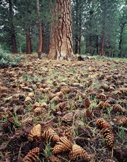 Pine Tree Forest Prints: CTF-312