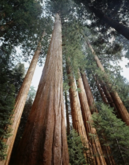 Dense Forest Canopy Prints: CTF-315