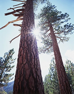 Blue Sky Nature Images Prints: CTF-318