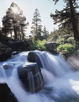 Pine Trees Landscape Prints: CTF-341