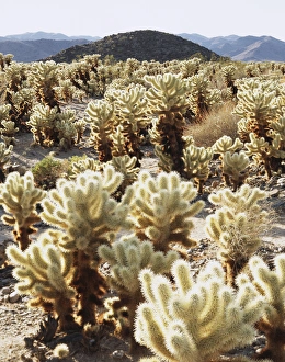 Teddy Bear Cholla Cactus Prints: CTF-378