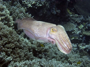 Cuttlefish, Agincourt Reef, Great Barrier Reef, North Queensland, Australia Cuttlefish, Agincourt Reef, Great Barrier Reef, North Queensland, Australia