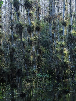 American Nature Scenery Prints: Cypress trees loaded with bromeliads, Big Cypress National Preserve, Florida, December
