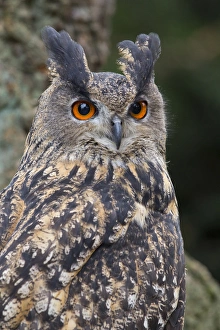 Czech Republic, Liberec, Sychrov. Eagle owl (Bubo bubo). Captive Czech Republic, Liberec, Sychrov. Eagle owl (Bubo bubo). Captive
