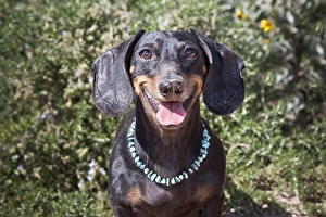 A Dachshund/Doxen smiling with turquoise collar A Dachshund/Doxen smiling with turquoise collar