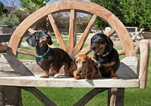 Three Dachshunds/Doxens together on a wooden bench outside Three Dachshunds/Doxens together on a wooden bench outside