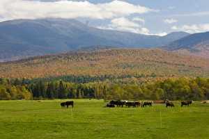 A dairy farm in Jefferson, New Hampshire. The Presidential Range is in the distance A dairy farm in Jefferson, New Hampshire. The Presidential Range is in the distance