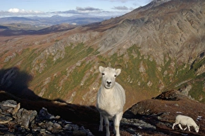 dall sheep, Ovis dalli, ewe on a hillside during fall colors, Mount Margaret dall sheep, Ovis dalli, ewe on a hillside during fall colors, Mount Margaret