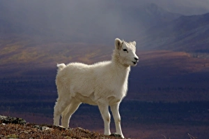 dall sheep, Ovis dalli, lamb on a hillside during fall colors, Mount Margaret dall sheep, Ovis dalli, lamb on a hillside during fall colors, Mount Margaret