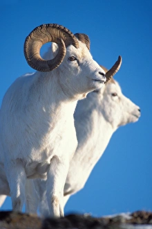 dall sheep, Ovis dalli, ram and ewe on Mount Margaret, Denali National Park, interior dall sheep, Ovis dalli, ram and ewe on Mount Margaret, Denali National Park, interior