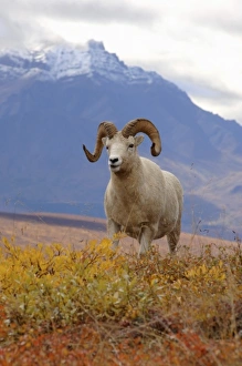 dall sheep, Ovis dalli, ram on a hillside during fall colors, Mount Margaret dall sheep, Ovis dalli, ram on a hillside during fall colors, Mount Margaret