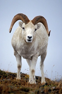 dall sheep, Ovis dalli, ram on Mount Margaret, Denali National Park, interior of Alaska dall sheep, Ovis dalli, ram on Mount Margaret, Denali National Park, interior of Alaska