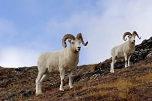 dall sheep, Ovis dalli, rams on a hillside during fall colors, Mount Margaret dall sheep, Ovis dalli, rams on a hillside during fall colors, Mount Margaret
