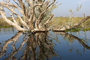 Danube Delta during spring, with flooded riparian forest, romania Danube Delta during spring, with flooded riparian forest, romania