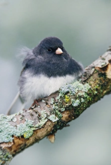 Dark-eyed Junco, Junco hyemalis Dark-eyed Junco, Junco hyemalis Dark-eyed Junco, Junco hyemalis Dark-eyed Junco, Junco hyemalis