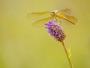 Darter dragonfly on prairie clover in prairie, Murphy-Hanrahan Regional Park Darter dragonfly on prairie clover in prairie, Murphy-Hanrahan Regional Park