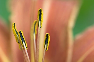 Day Lily, (Hemerocallis fulvia), Lily family (Liliaceae) Day Lily, (Hemerocallis fulvia), Lily family (Liliaceae)