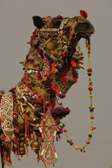Decorated camel owned by Ashok Shivani Tak who is a keen collector of fine camel trappings Decorated camel owned by Ashok Shivani Tak who is a keen collector of fine camel trappings