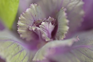 Close Up Flora Prints: Decorative cabbage