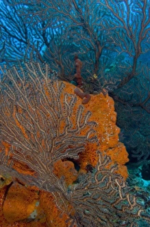 Deep Water Sea Fan (Iciligorgia schrammi) & encrusting Orange Sponge (Diplastrella sp Deep Water Sea Fan (Iciligorgia schrammi) & encrusting Orange Sponge (Diplastrella sp