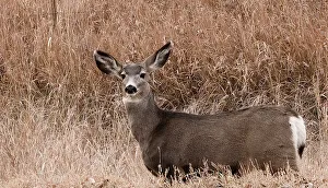 Nature Photography Tips Prints: Deer looking at camera