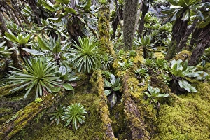 Dense forest with Senecias lobelia and moss in the Ruwenzori, Uganda Dense forest with Senecias lobelia and moss in the Ruwenzori, Uganda