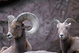 Desert bighorn sheep (Ovis canadensis nelsoni) ram (male) and ewe (female), southern Arizona Desert bighorn sheep (Ovis canadensis nelsoni) ram (male) and ewe (female), southern Arizona
