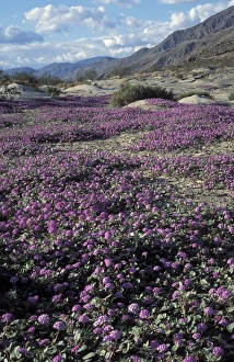 Desert sand verbena during spring in Anza-Borrego Desert State Park, CA Desert sand verbena during spring in Anza-Borrego Desert State Park, CA