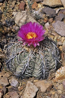 Big Bend National Park Prints: Devilshead cactus, Echinocactus horizonthalonius, blooming, Big Bend National Park