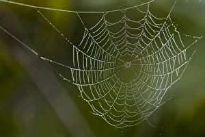 Dew hangs on a spider web with green out of focus background in this photograph taken in Bradenton Dew hangs on a spider web with green out of focus background in this photograph taken in Bradenton