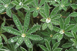 Dewdrops on Lupine Leaves, Olympic NP, WA, USA Dewdrops on Lupine Leaves, Olympic NP, WA, USA