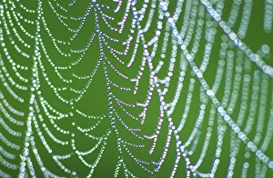 Dewdrops on Spiderweb, Smoky Mts. NP, TN, USA Dewdrops on Spiderweb, Smoky Mts. NP, TN, USA
