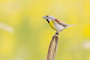 Dickcissel on corn stalk in a field with butterweed, Marion County, Illinois Dickcissel on corn stalk in a field with butterweed, Marion County, Illinois